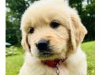 Golden Retriever PUPPY FOR SALE ADN-775106 - AKC American Golden puppy