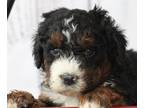 Bernedoodle PUPPY FOR SALE ADN-775103 - Mini Bernedoodle pups