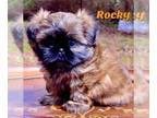 Shih Tzu PUPPY FOR SALE ADN-775089 - Beautiful AKC Shih Tzu puppy