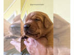 Labrador Retriever PUPPY FOR SALE ADN-775086 - AKC Fox Red Labrador