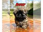 Shih Tzu PUPPY FOR SALE ADN-775083 - Beautiful AKC Shih Tzu puppy