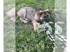 German Shepherd Dog PUPPY FOR SALE ADN-775082 - German shepherd puppies