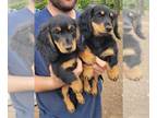 Dachshund PUPPY FOR SALE ADN-775078 - AKC Miniature Dachshund Puppies