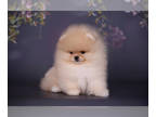 Pomeranian PUPPY FOR SALE ADN-775032 - Show quality