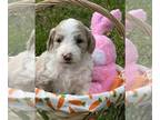 Aussiedoodle PUPPY FOR SALE ADN-775031 - NG Smokey liter