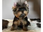 Yorkshire Terrier PUPPY FOR SALE ADN-775029 - Super showy small male