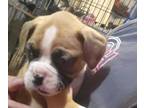 Boxer PUPPY FOR SALE ADN-775022 - Boxer puppies