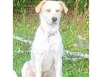 Adopt Emma a Yellow Labrador Retriever, Great Pyrenees