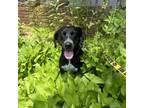 Adopt Liliac a Border Collie, Black Labrador Retriever