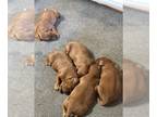 Irish Setter PUPPY FOR SALE ADN-774968 - AKC Irish Setter Puppies