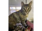 Adopt Carla a Tabby, Domestic Short Hair