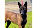 Adopt Shyla a Belgian Shepherd / Malinois