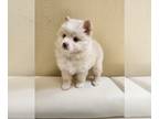 Pomsky PUPPY FOR SALE ADN-775202 - Pomsky Female puppy