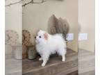 Pomeranian PUPPY FOR SALE ADN-775201 - Pomeranian male