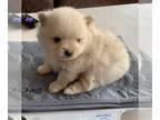 Pomeranian PUPPY FOR SALE ADN-775161 - 3 Hearts Pomeranian and Pomsky