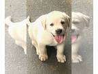 Labrador Retriever PUPPY FOR SALE ADN-775036 - AKC Labrador Retriever Pups