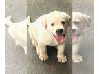 Labrador Retriever PUPPY FOR SALE ADN-775036 - AKC Labrador Retriever Pups READY