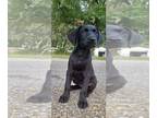 Labrador Retriever PUPPY FOR SALE ADN-775036 - AKC Labrador Retriever 1 male1