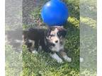 Australian Shepherd PUPPY FOR SALE ADN-774988 - Standard Australian Shepherd