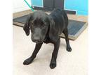 Adopt Mango a Labrador Retriever