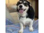 Adopt Izzy a Jack Russell Terrier, Schnauzer