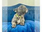 French Bulldog PUPPY FOR SALE ADN-775225 - BLUE BRINDLE