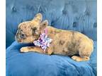 French Bulldog PUPPY FOR SALE ADN-775221 - MINNIE THE COCO MERLE BEAUTY
