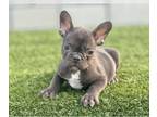 French Bulldog PUPPY FOR SALE ADN-775220 - CHOCOLATE COLOR