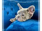 English Bulldog PUPPY FOR SALE ADN-775217 - BLUE TRINDLE EXOTIC