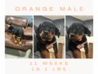 Rottweiler PUPPY FOR SALE ADN-775194 - Orange male