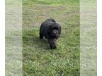 Newfoundland PUPPY FOR SALE ADN-775187 - Newfoundland males