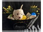 Bichon Frise PUPPY FOR SALE ADN-775186 - Bichon Frise