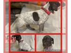 German Shorthaired Pointer PUPPY FOR SALE ADN-775185 - Male GSP AKC