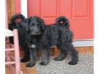 Norwegian Elkhound-Poodle (Standard) Mix PUPPY FOR SALE ADN-775174 - Norwegian