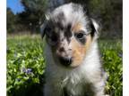 Collie PUPPY FOR SALE ADN-775168 - AKC Collie Puppy