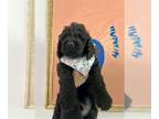 Goldendoodle PUPPY FOR SALE ADN-775166 - Goldendoodle Babies