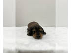 Dachshund PUPPY FOR SALE ADN-775142 - Mini dachshund puppies