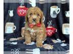 Cavapoo PUPPY FOR SALE ADN-775138 - Tank