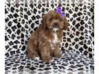 Cavapoo PUPPY FOR SALE ADN-775136 - Sissy