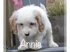 Cavapoo PUPPY FOR SALE ADN-775135 - Toy Cavapoo puppy Annie