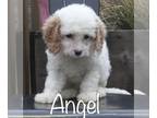 Cavapoo PUPPY FOR SALE ADN-775133 - RESERVED Toy Cavapoo puppy Angel