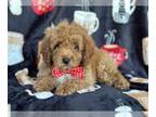 Poodle (Miniature) PUPPY FOR SALE ADN-775126 - Dill
