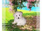 Maltipoo PUPPY FOR SALE ADN-775122 - Maltipoo