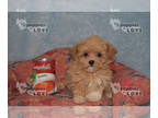 Maltipoo PUPPY FOR SALE ADN-775104 - HOLD TINY TCUP TEENSY
