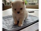 Pomeranian PUPPY FOR SALE ADN-775094 - 3 Hearts Pomeranian and Pomsky