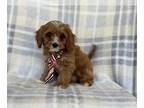 Cavapoo PUPPY FOR SALE ADN-775100 - Kobe