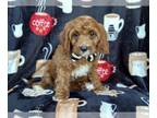 Cavapoo PUPPY FOR SALE ADN-775096 - Frito