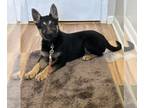 German Shepherd Dog PUPPY FOR SALE ADN-775088 - AKC German Shepherd