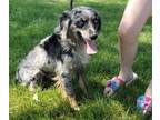 Miniature Australian Shepherd PUPPY FOR SALE ADN-775085 - Pretzel Blue Merle