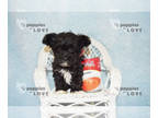 Maltipoo PUPPY FOR SALE ADN-775079 - TINY TCUP TINY TIM